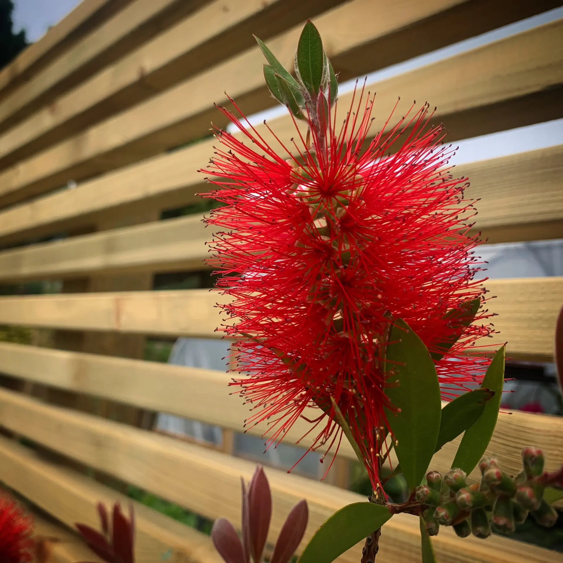 Landscaped outdoor space with soft planting
